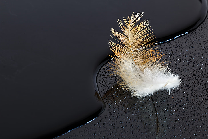 feather, water, water drop, abstract, black, closeup, reflection