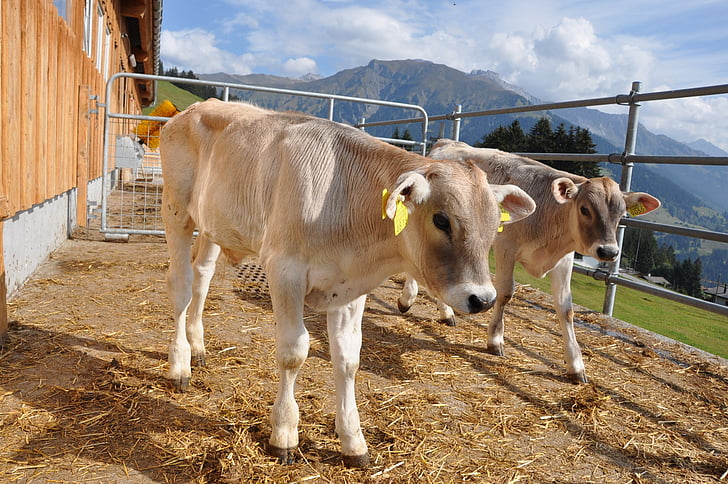 animal, calf, prättigau, livestock, farm, cow, cattle