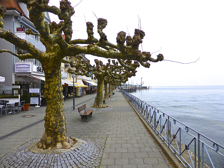 trees, seaside, colonnade, beach front, gnarled, winter, tourism