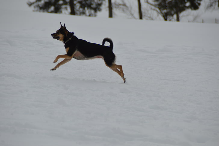 winter, dog, terrier, run, race