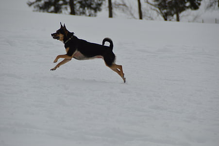 iarna, câine, Terrier, a alerga, cursa