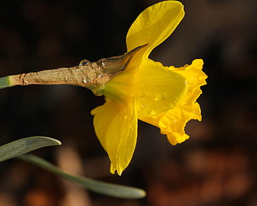 Jonquil, Narcissus, Daffodil, Regndroppar, vatten pärlor, Vårens blommor