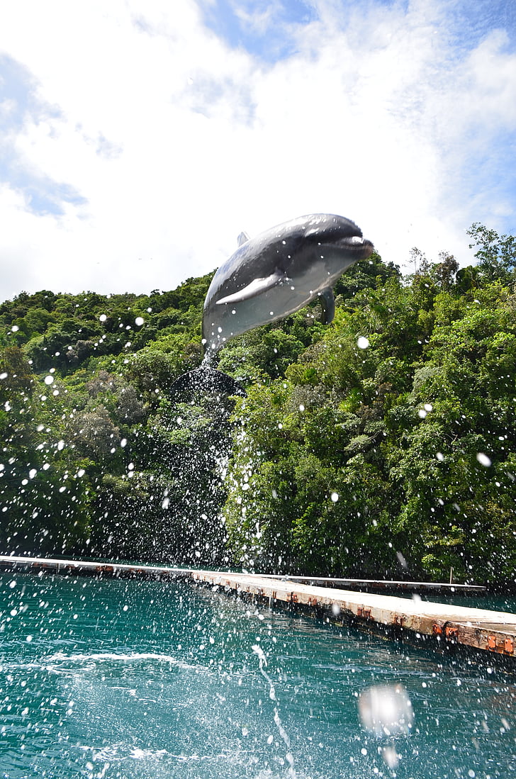 dolphin, jumping, spectacular, trick, bottlenose, high, height