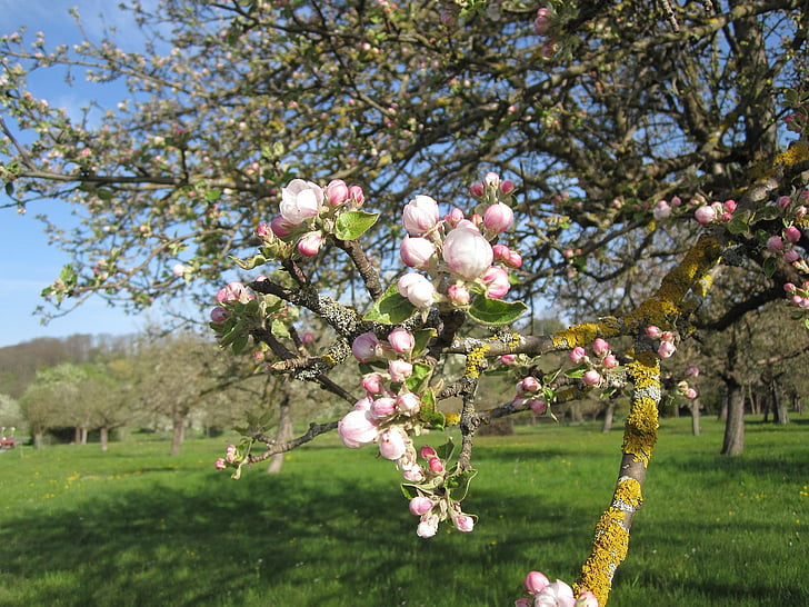 mùa xuân, cây, Apple blossom
