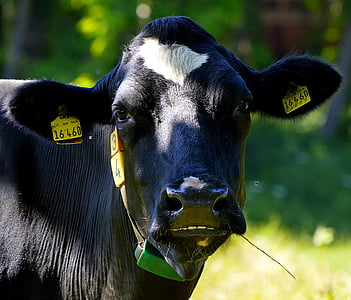 tehén tej, tej, ital, mezőgazdaság, szarvasmarha, tehenek, Farm