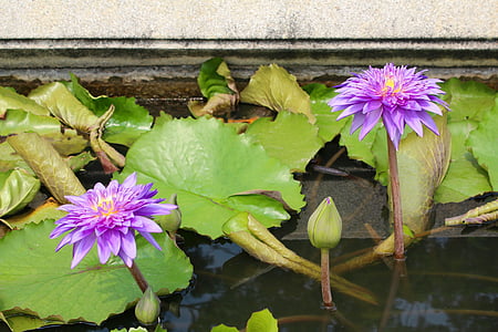lirio de agua, púrpura, florecido, flor, floración, estanque, planta acuática