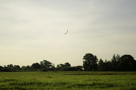 green, grass, field, bird, birds, landscape, sky