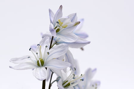 blauer Stern, Anlage, Blüte, Bloom, Blume, Scilla, Frühling
