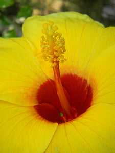 hibiscus flowers, flowers, yellow, garden, nature