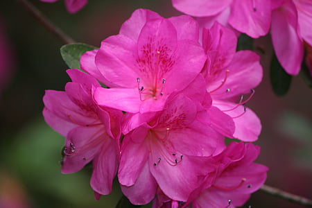 azalea, pink, bush, spring, summer, nature, flower