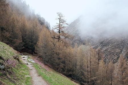 mountains, path, fog, misty, cloudy, forest, hiking
