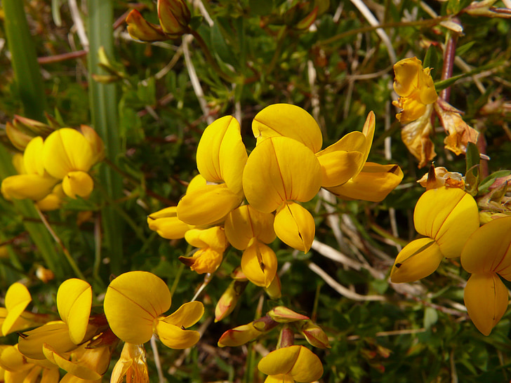 alpenhorn clover, fenugreek, klee, yellow, alpine flower, blossom, bloom