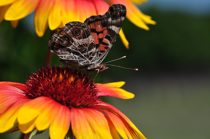 butterfly, blanket flowers, flowers, flora, butterflies, spring, insects