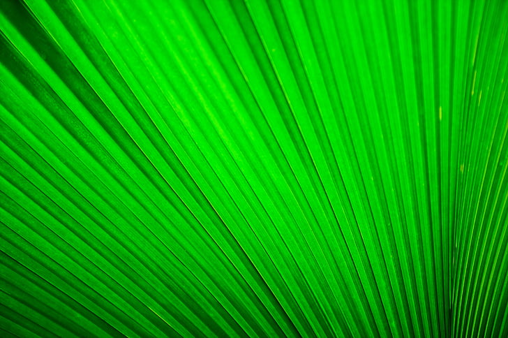 Fan palm, zelená, list, Příroda, zelená barva, Palmový list, vějířovitý