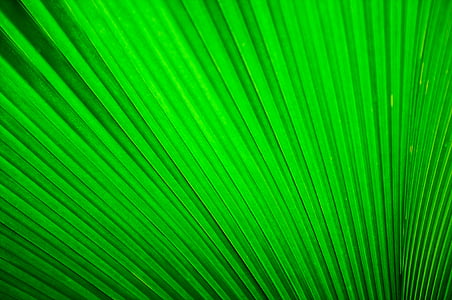 solfjäder palm, grön, Leaf, naturen, grön färg, palmblad, ormbunksblad