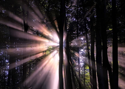 šuma, Sunčeva svjetlost, Sunce grede, svjetlo, siluete, krajolik, stabla