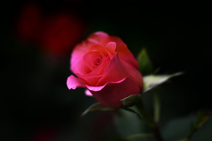rose, flower, nature, floral, romance, love, red