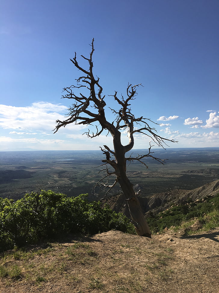 Mesa verde, Colorado, Parc, falaise, arbre, nuages, vue