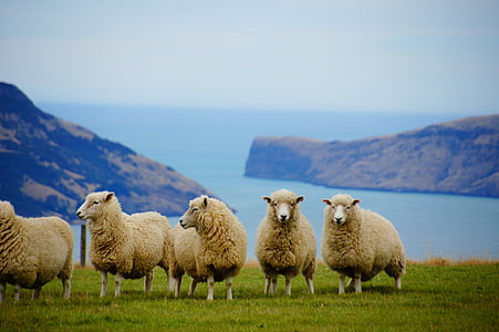 new zealand, sea, sheep, coast, nature, livestock, farm