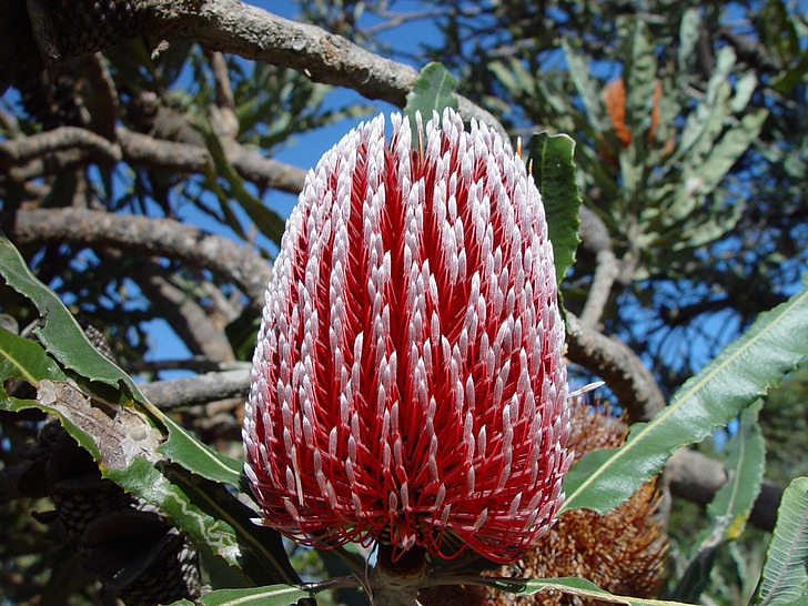 Banksia, floare, Australia, Close-up, Red, alb