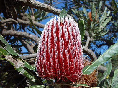 Banksia, fleur, Australie, gros plan, rouge, blanc