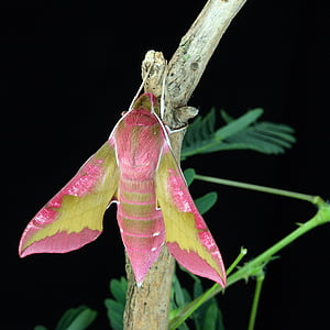 nachtvlinder, macro, Lepidoptera, Britse, natuur, insect, vleugels