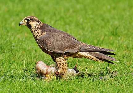 Falcon, Karlsruhe poing, mangsa, akses, burung raptor, hewan liar, bulu