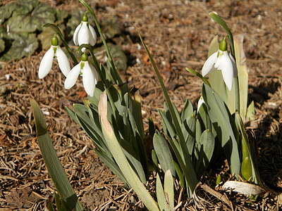 Snowdrop, flor, natura, plantes, Tulipa, planta, primavera