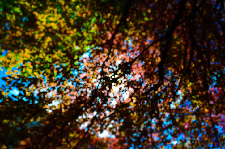 stabla, lišće, priroda, jesen, jesen, boje, boje