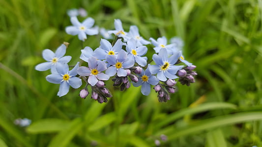 puķe, zila, daba, makro, dārza, Pavasaris, ziedēšana