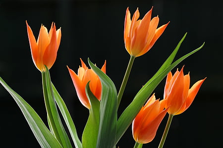 Lit, brilhante, laranja, tulipas, luz, folhas, cabeças de tulipa