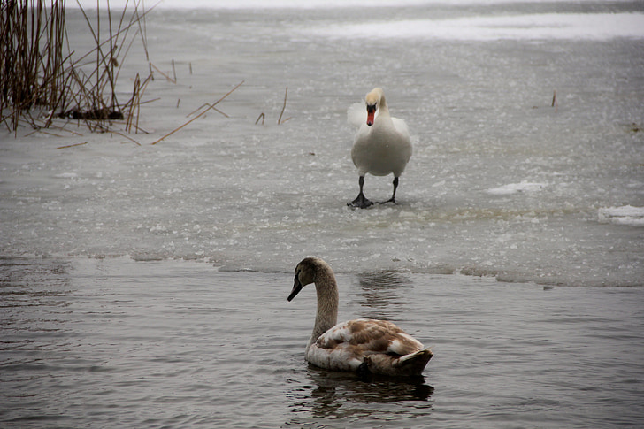 swans, bird, water, feather
