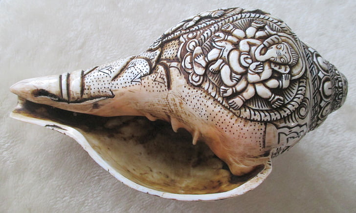 snail, shell, sea, snail shell