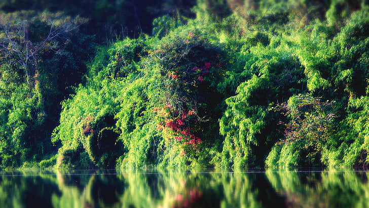 forest, lake, river, nature, landscape, water, tree