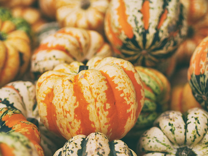 close-up, decoration, delicious, food, fresh, gourd, halloween