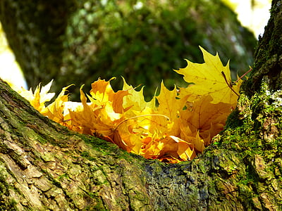 listy, barevné, žlutá, podzim, strom, list, Příroda