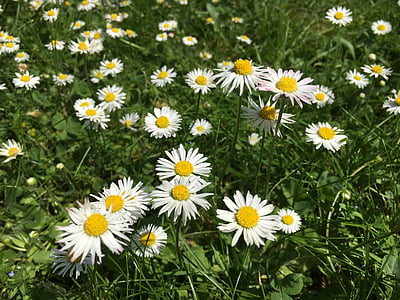 bellis philosophy, daisy, spring, summer meadow, cure, nature, grass