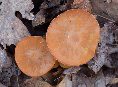 orange mushrooms, mushroom, fungi, nature, early spring, plant, forest floor