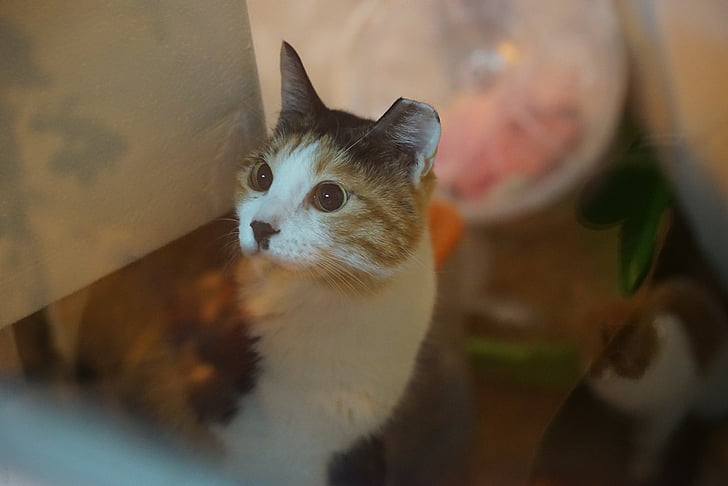 cat, animal shelter, stare