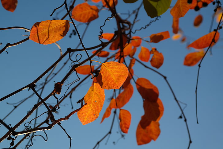 葉, 秋, オレンジ, 赤, ブラッドレッド, 秋の紅葉, 一般的な岩梨