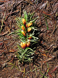 Pine, pinjansiemeniä, Metsä
