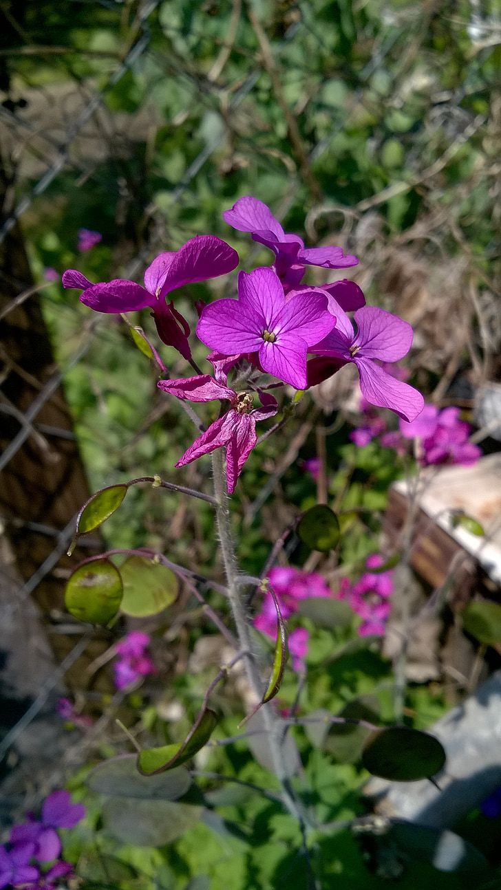 Фиолетовый цветок, цветок, Весна, Сад, Блум