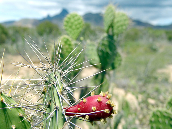 cactus, espines, planta, suculentes, desert de, arpa, Espinosa