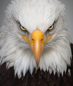 eagle, portrait, wild, bird, nature, predator, closeup