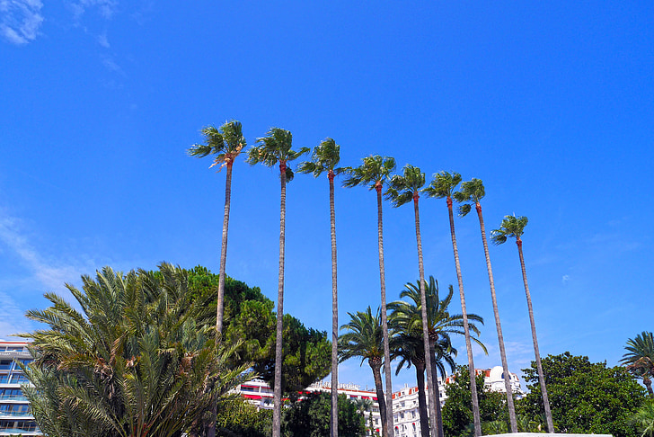 palmetræ, solskin, Cannes