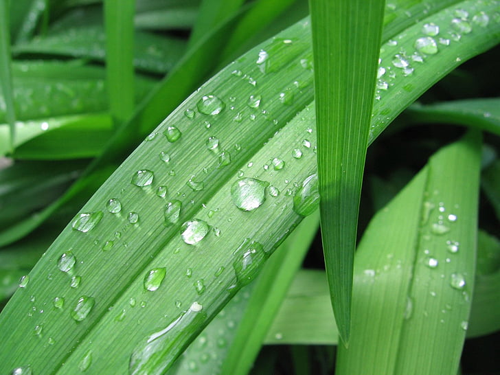 grasses, drop of water, dewdrop, grass, leaves