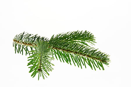 Nordmann fir, έλατο, Χριστούγεννα, υποκατάστημα, χριστουγεννιάτικο δέντρο, διακόσμηση, πράσινο έλατο