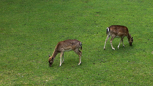 deer, wild, fallow deer, animal, nature, red deer, roe deer