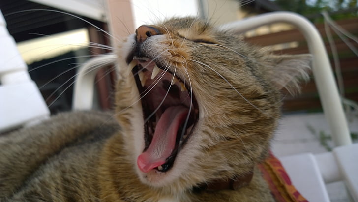 cat, yawn, cat yawns, dear, playful, cute, cats