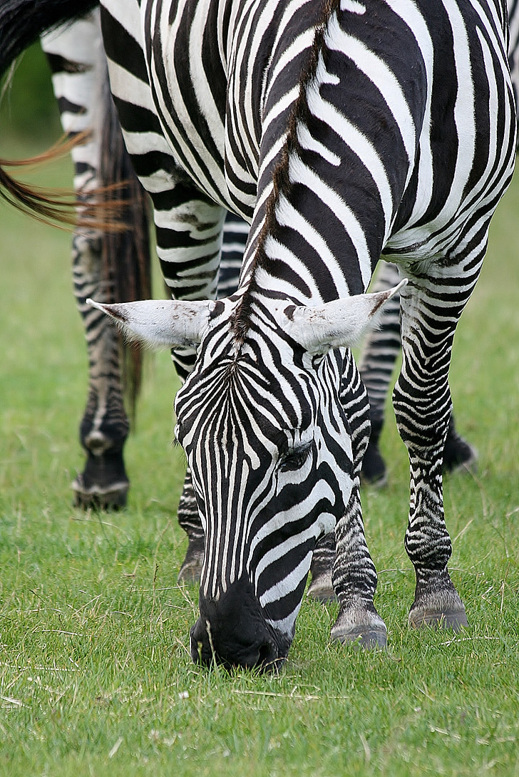 Tier, Zebra, Safari